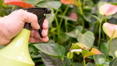 After the Drought: How Amino Acid Foliar Sprays Help Oil Palm and Rubber Recover Faster