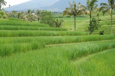 Beyond NPK: Rebuilding Soil Biology in Malaysian Paddy Systems