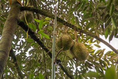 Durian Below pH 5.0: How Acidic Soil Relates to Stem Canker Risk and Soil Management