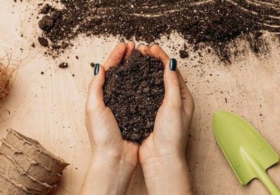 Earthworms Are Among the Most Productive Workers in a Tropical Plantation Soil. Here Is What the Research Says About Supporting Them.