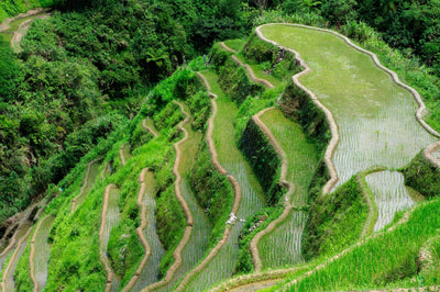 Legume green manure before rice: the rotation nitrogen math