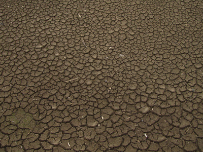Living mulch or irrigation? A dry-season moisture decision