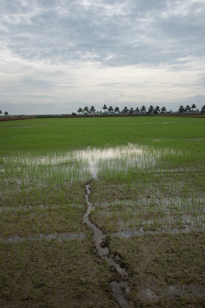 Paddy Yellowing Is Not Always Nitrogen: Diagnosing Iron Deficiency in Malaysian Rice
