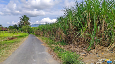 Sugarcane on Acidic Soil: How Combination Treatments Are Changing Yields in the Philippines