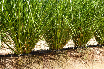 Vetiver hedgerows vs cover crops on steep oil palm slopes