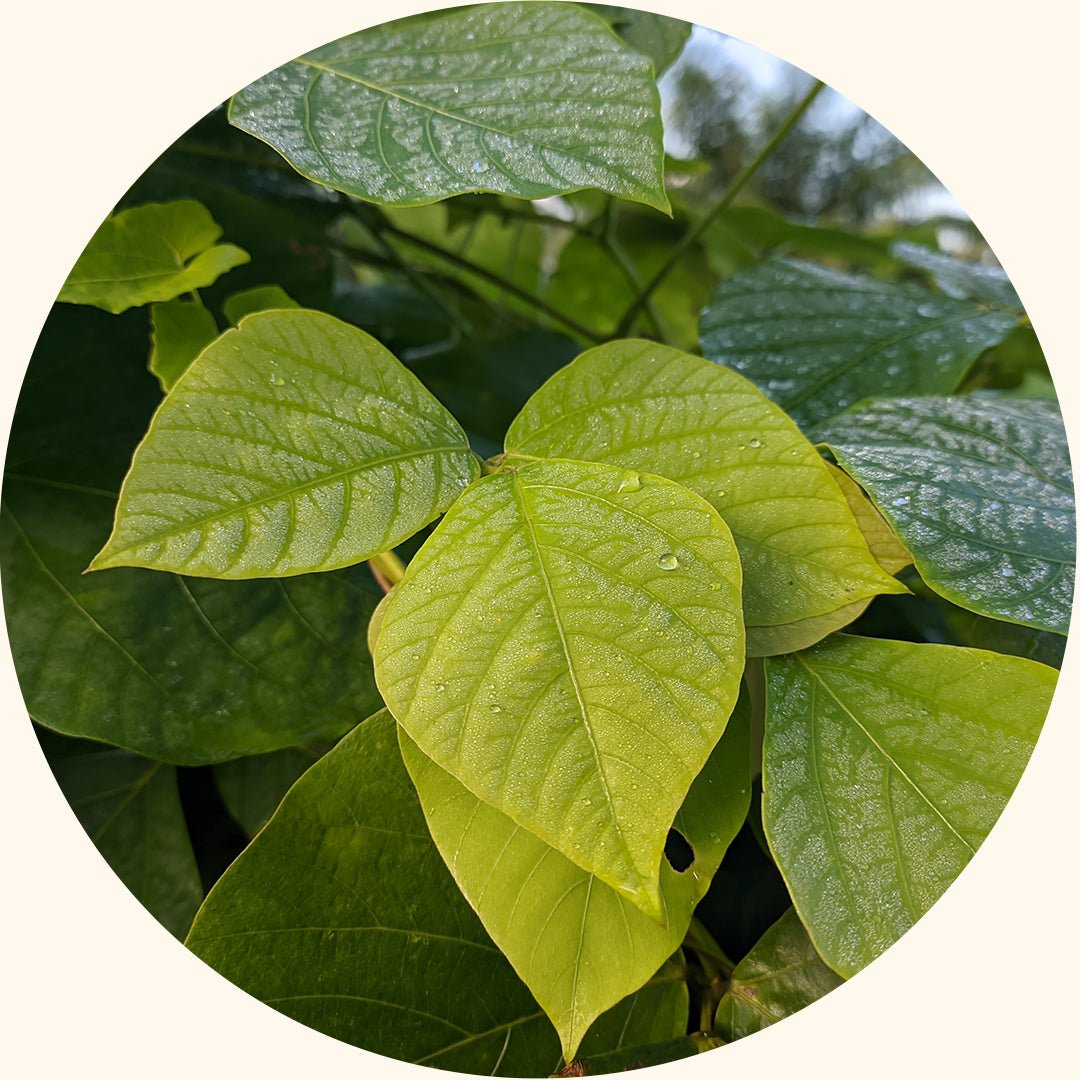 Benih Tanaman Penutup | Mucuna bracteata (MB) - Chemiseed Sdn. Bhd.