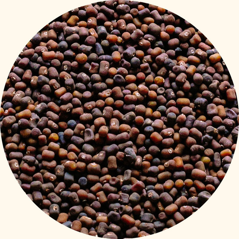 Semillas de cultivos de cobertura | Pueraria javanica (PJ) - Chemiseed Sdn. Bhd.