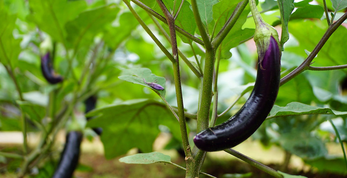 Terong panjang berwarna ungu menggantung di tanaman di kebun sayur