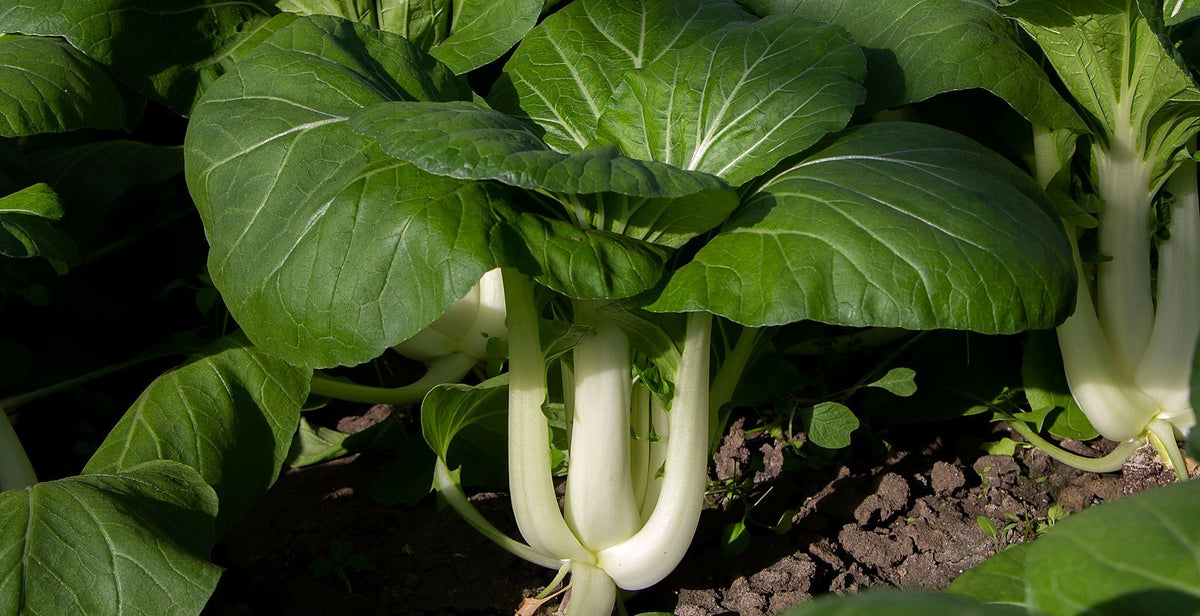 Pak choy tumbuh di ladang, dengan daun hijau gelap yang lebar pada batang putih