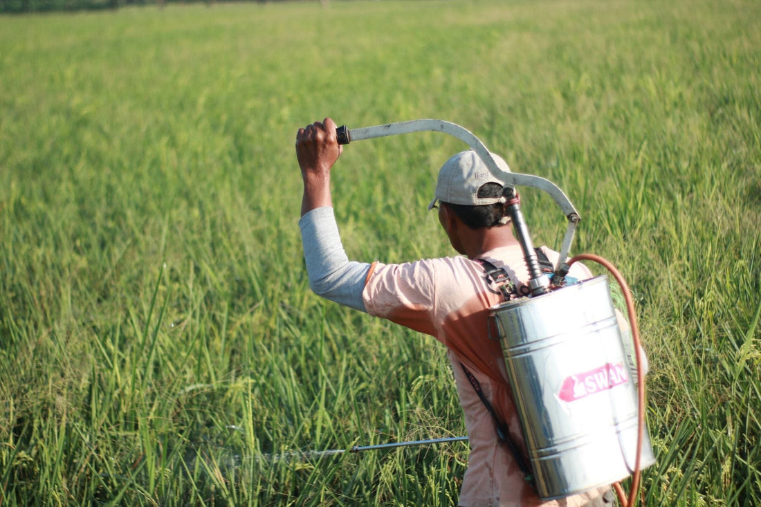 After the drought: how amino acid foliar sprays help oil palm and rubber recover faster - Chemiseed Sdn. Bhd.