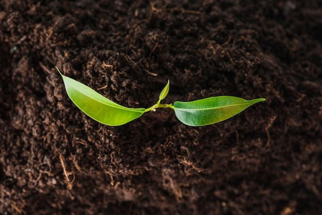 Before the First Seed Hits the Soil: How Priming Transforms Cover Crop Establishment - Chemiseed Sdn. Bhd.