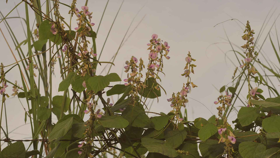 Best cover crops for tropical climates in Malaysia - Chemiseed Sdn. Bhd.