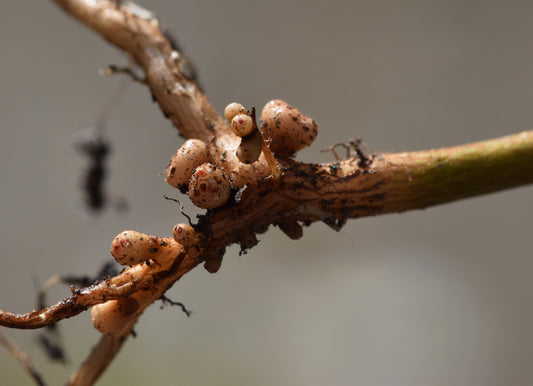Biological Nitrogen Fixation in Malaysian Oil Palm: How Legume Cover Crops Reduce Synthetic Fertiliser Dependence - Chemiseed Sdn. Bhd.