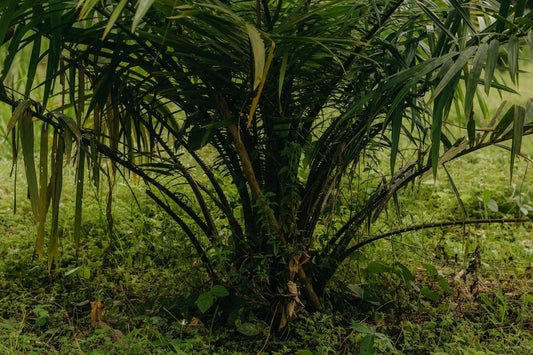 Boron and cover crops: a micronutrient interaction in oil palm - Chemiseed Sdn. Bhd.