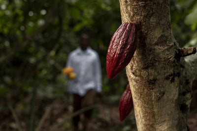 Building Healthier Soil for Cacao: A Biological Approach to Black Pod Pressure