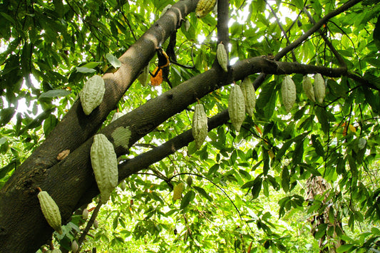 Cacao black pod: pod-husk compost and shade management - Chemiseed Sdn. Bhd.