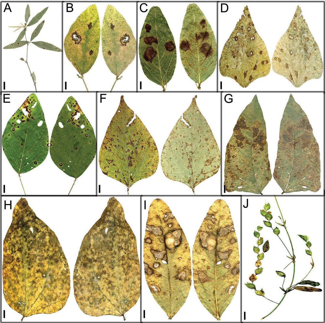 Calopogonium caeruleum: The Shade-Tolerant Cover Crop That Protects Malaysian Oil Palm Soil Through Canopy Closure - Chemiseed Sdn. Bhd.