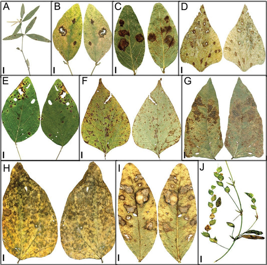 Calopogonium caeruleum: The Shade-Tolerant Cover Crop That Protects Malaysian Oil Palm Soil Through Canopy Closure - Chemiseed Sdn. Bhd.