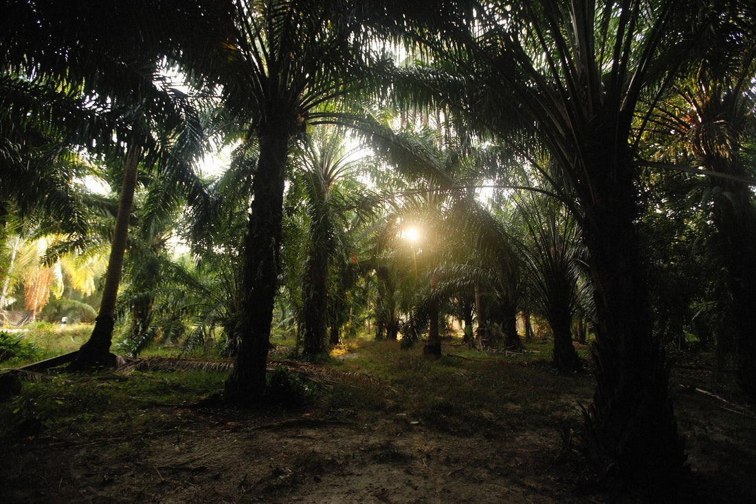 Calopogonium caeruleum: the shade-tolerant cover crop that protects Malaysian oil palm soil through canopy closure - Chemiseed Sdn. Bhd.