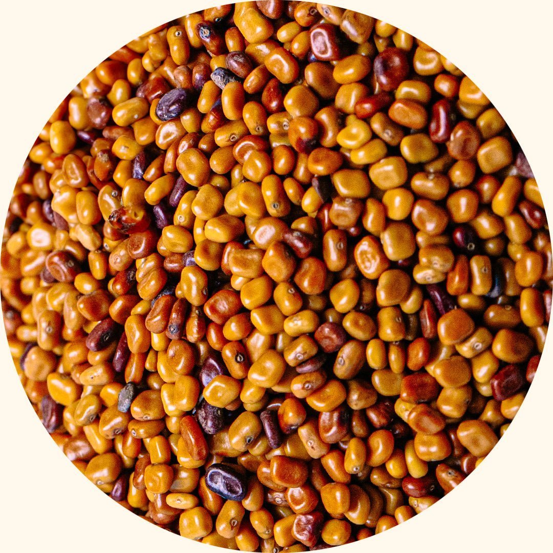 Calopogonium Mucunoides (CM)：用于年轻油棕种植区的水土保持——Chemiseed Sdn. Bhd.