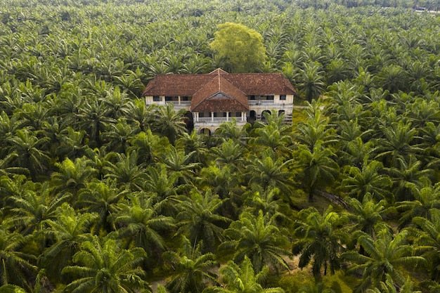 Can Malaysian Oil Palm Estates Actually Bank Carbon? What the Science Says - Chemiseed Sdn. Bhd.