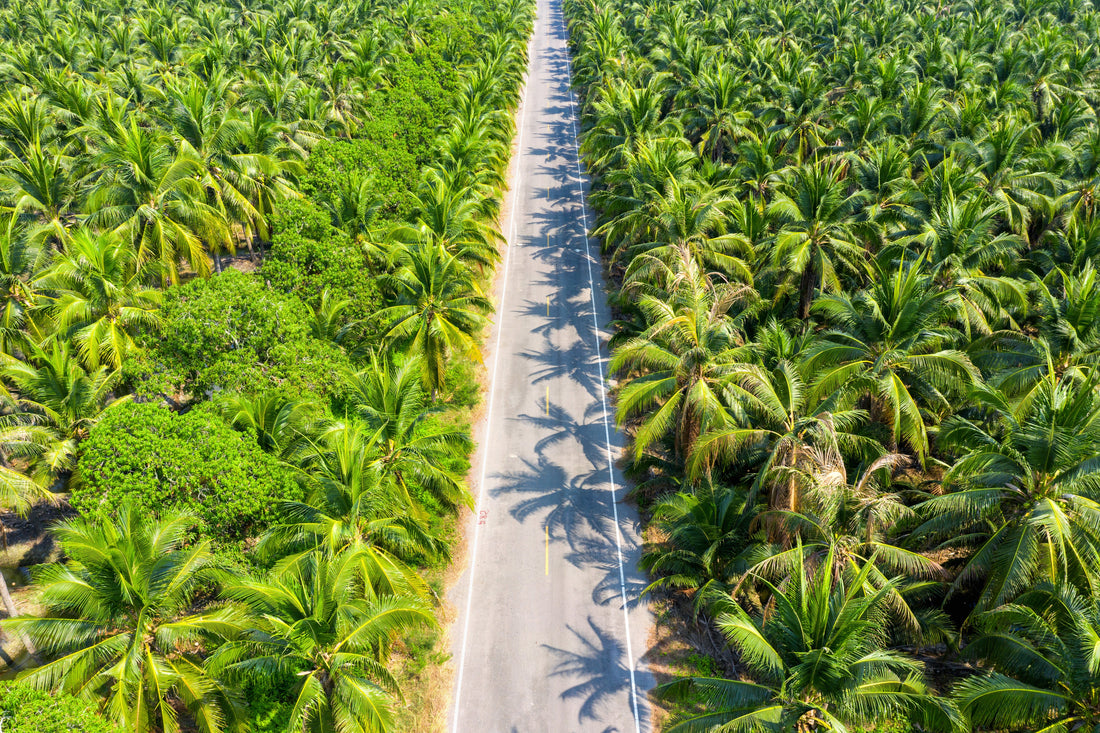 Oil palm plantation rows aerial view Malaysia — planting density research optimum spacing