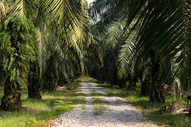 Palm oil plantation Southeast Asia — Indonesia B40 biodiesel mandate supply impact