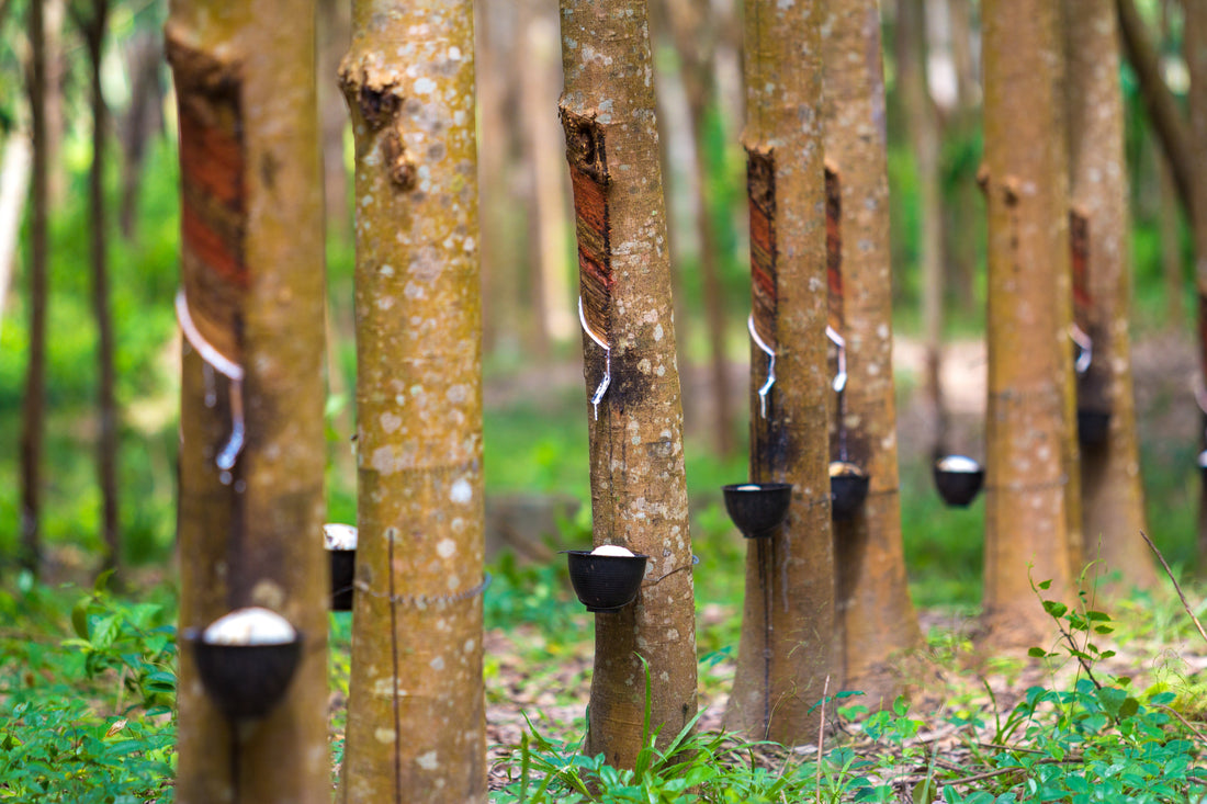 Rubber tree latex tapping Hevea plantation Malaysia — controlled release urea CCRU 2024