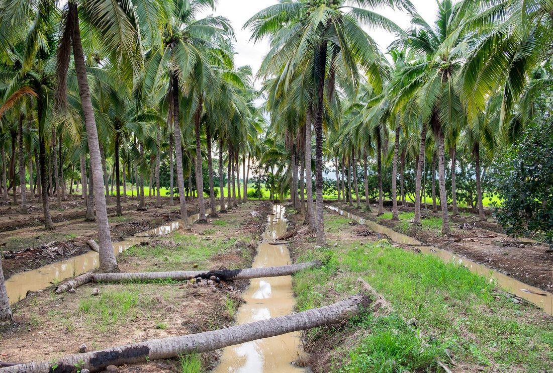 Coconut's Real Problem in Dry Season: Bare Soil Evaporation - Chemiseed Sdn. Bhd.