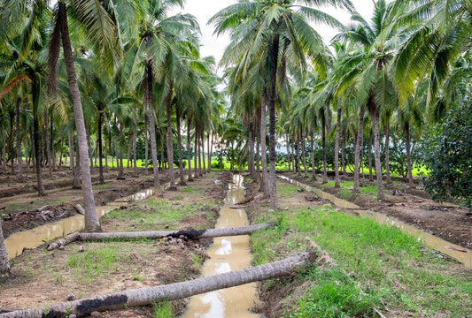 Coconut's Real Problem in Dry Season: Bare Soil Evaporation - Chemiseed Sdn. Bhd.