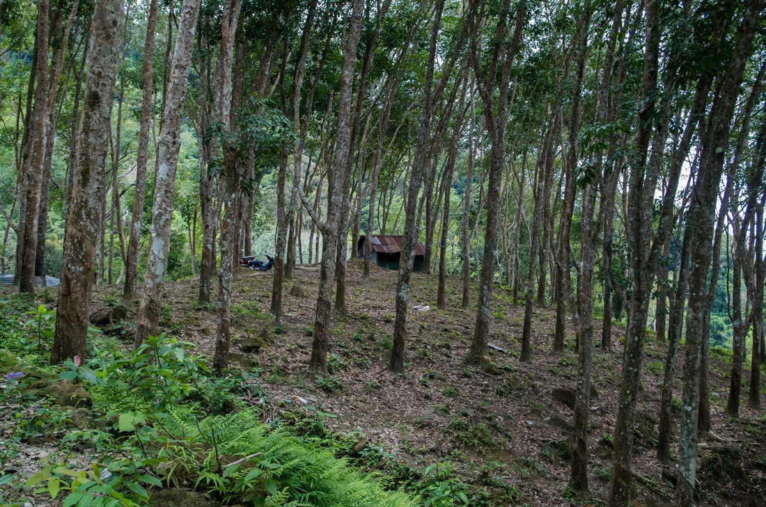 Conventional urea loses a large proportion of its nitrogen before rubber trees can use it. Here is what controlled-release urea can change. - Chemiseed Sdn. Bhd.