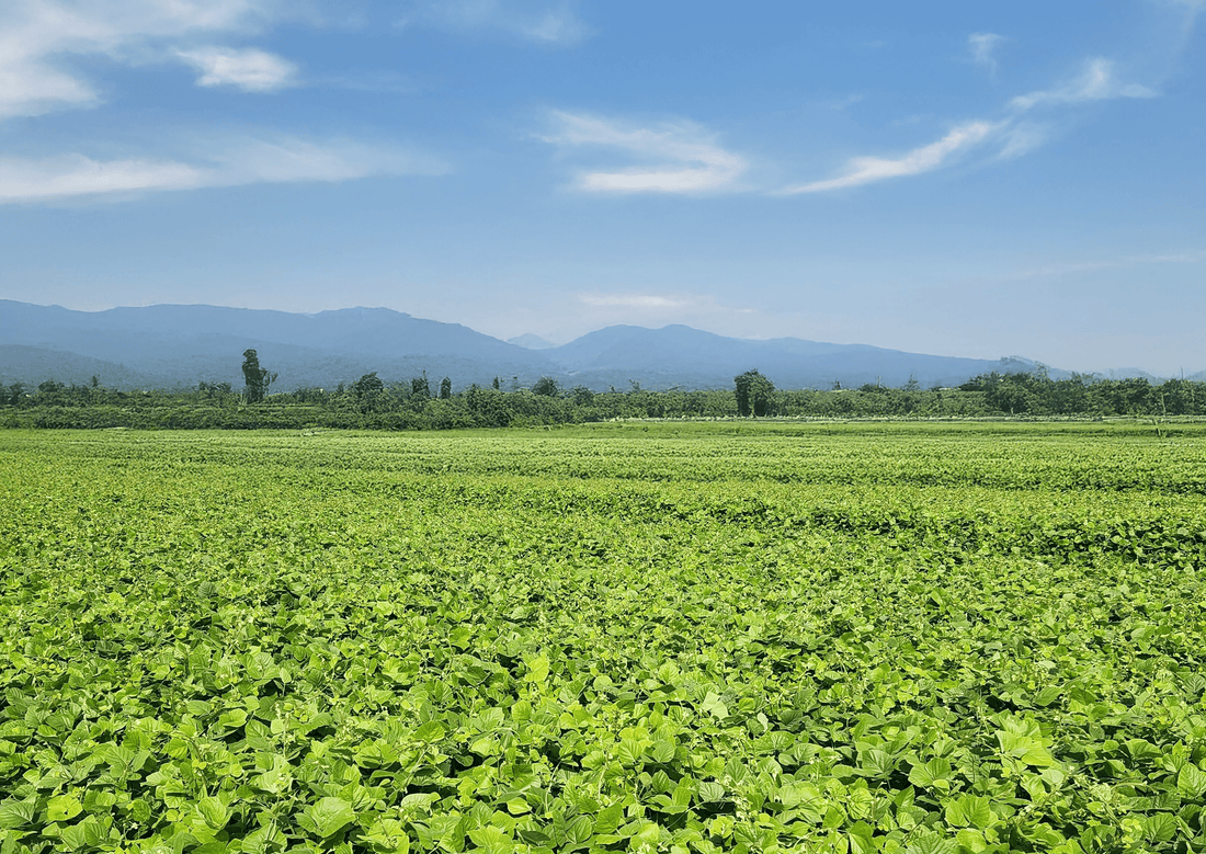Cover crop establishment guide: from planting to 80% ground cover - Chemiseed Sdn. Bhd.