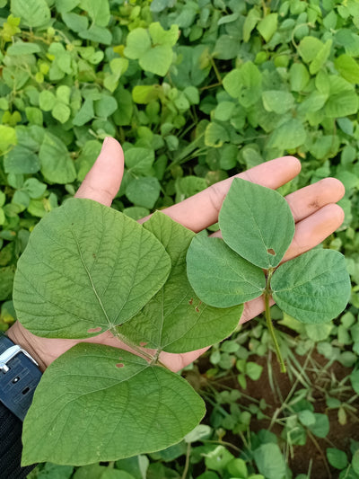 Cover Crop Seed Buyer's Guide for Malaysian Plantations
