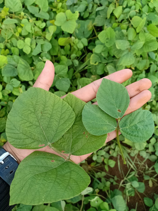 Cover Crop Seed Buyer's Guide for Malaysian Plantations - Chemiseed Sdn. Bhd.