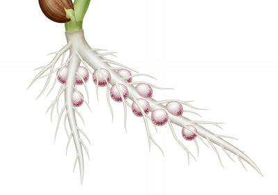 Designing a cover-crop seed mix for oil palm