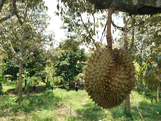 Durian and Phytophthora: an integrated soil and drainage approach - Chemiseed Sdn. Bhd.