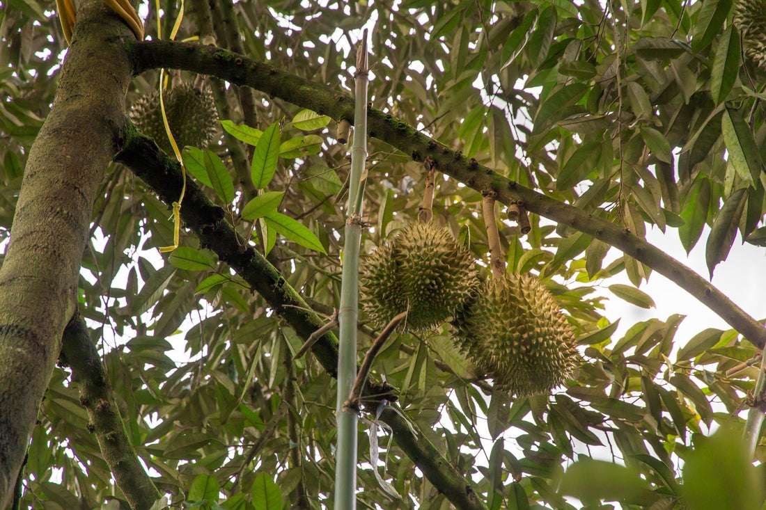 Durian Below pH 5.0: Why Acidic Soil Triggers Stem Canker and How to Fix It - Chemiseed Sdn. Bhd.