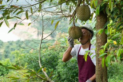 Durian Fruit Drop in July: Root Zone Management for Malaysian Orchards