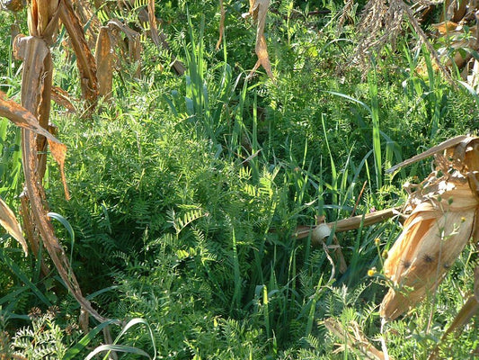 Establishing Cover Crops in Immature Oil Palm: Ground Cover Strategy for the First Three Years - Chemiseed Sdn. Bhd.