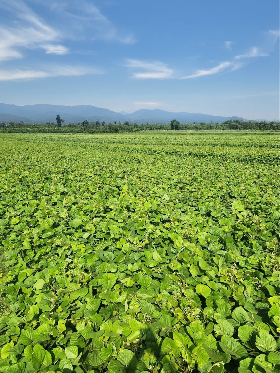 从光秃秃到生机勃勃：覆盖作物 | Chemiseed - Chemiseed 私人有限公司