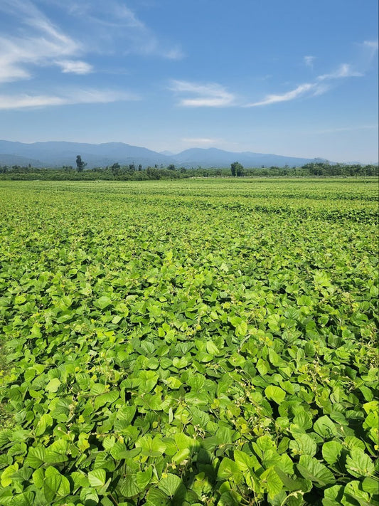 从光秃秃到生机勃勃：覆盖作物 | Chemiseed - Chemiseed 私人有限公司