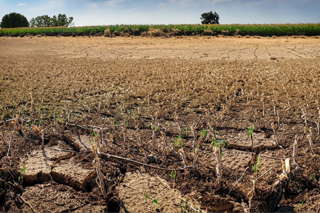 从枯萎到惊艳：为什么你的植物长不起来 | Chemiseed - Chemiseed Sdn. Bhd.