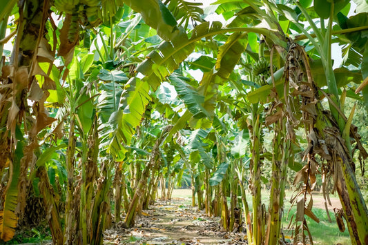 Fusarium TR4 Can't Be Killed — But It Can Be Starved Out - Chemiseed Sdn. Bhd.