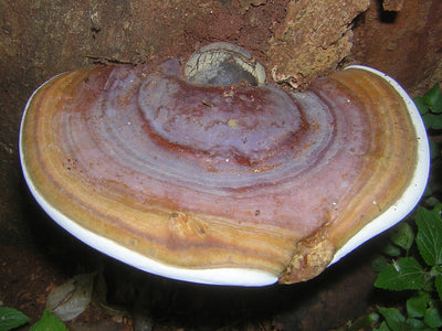 Ganoderma Basal Stem Rot in Oil Palm: How Soil Biology Supports Tree Resilience