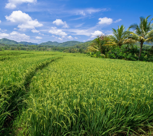 Green Manure in Rice: The Nitrogen Hack That Isn't Fertilizer - Chemiseed Sdn. Bhd.