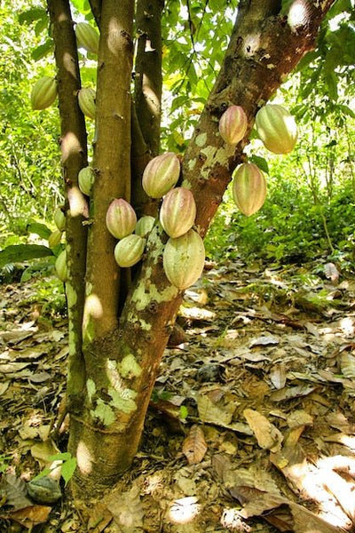 Hidden Deficiencies in the Cacao Block: Zinc, Copper, and the Pods You Are Not Getting