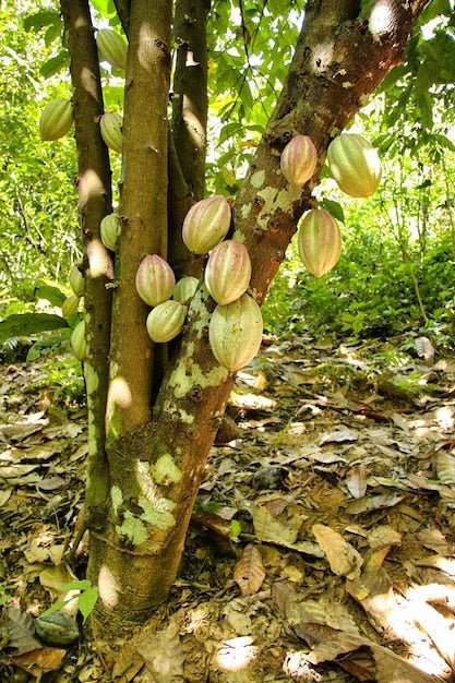 Hidden Deficiencies in the Cacao Block: Zinc, Copper, and the Pods You Are Not Getting - Chemiseed Sdn. Bhd.