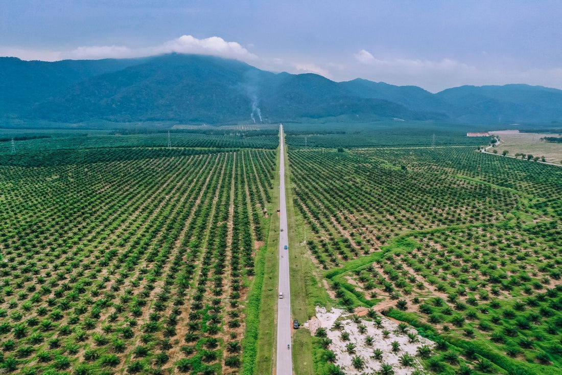 How many palms per hectare is the right number? What the research actually shows. - Chemiseed Sdn. Bhd.