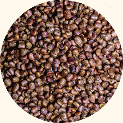 How to Calculate Cover Crop Seed Rates for Your Plantation