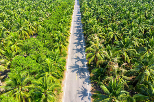 How to Reduce Urea Use on Oil Palm Without Sacrificing Yield - Chemiseed Sdn. Bhd.